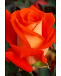 Роза чайно-гибридная Верано (желто-оранжевая) | Tea hybrid rose Verano | Троянда чайно-гібридна Верано (жовто-помаранчева)